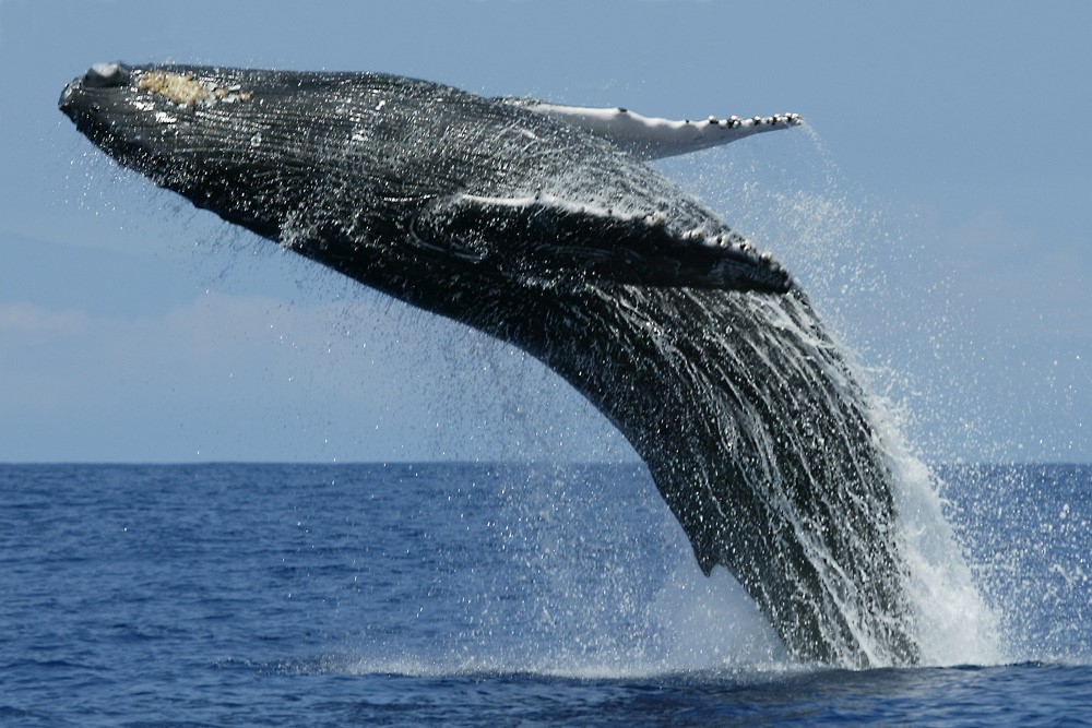 Наблюдение за и китами на Шри-Ланке и что из этого вышло